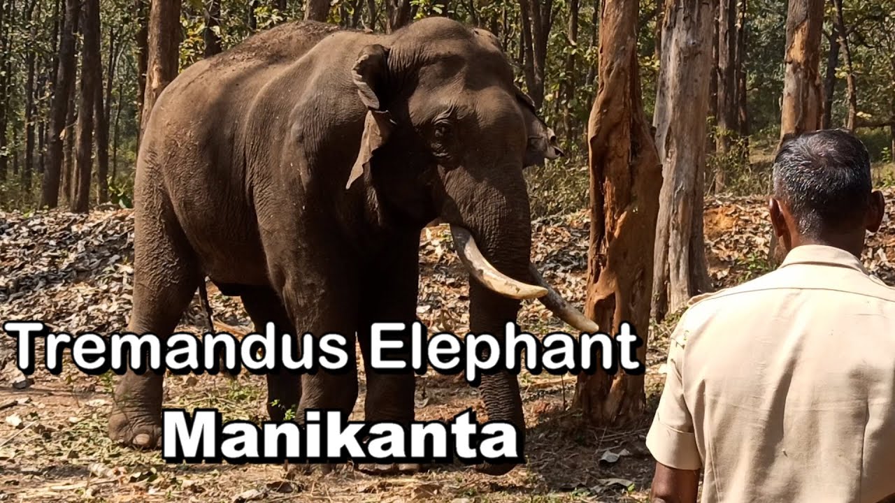 Tremandus Elephant Manikanta