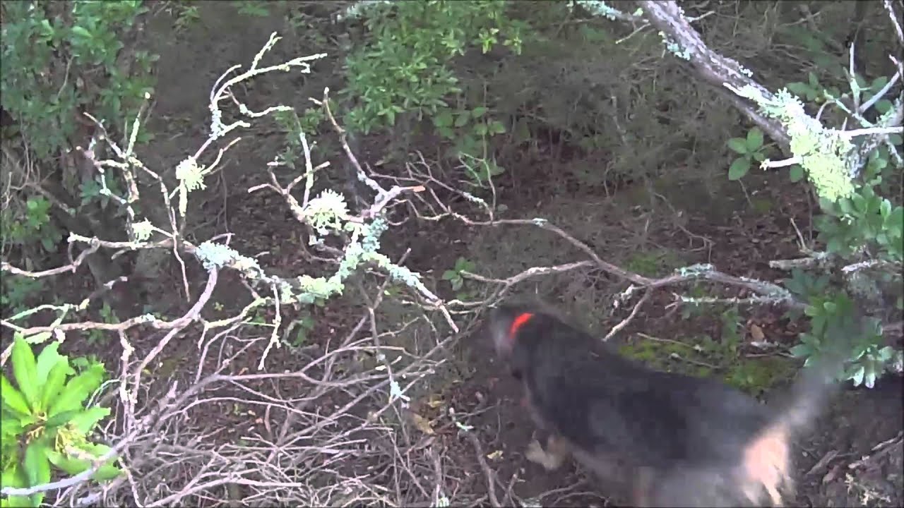 pilou34 pr&eacute;sente Marc tire un sanglier en direct