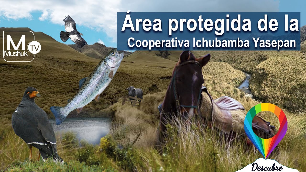 Área protegida Ichubamba Yasepan (Vlog)