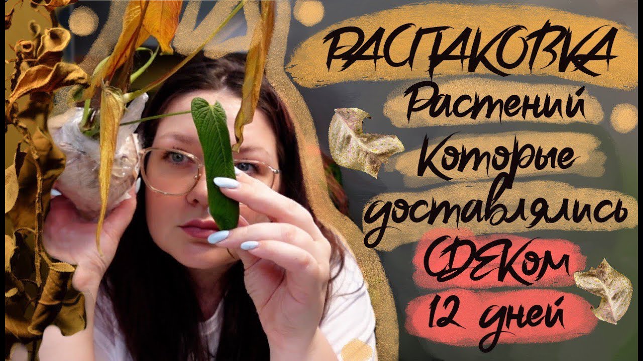 Распаковка растений из Эквадора . Антуриумы филодендроны. Короб ко мне ехал очень долго 12 дней