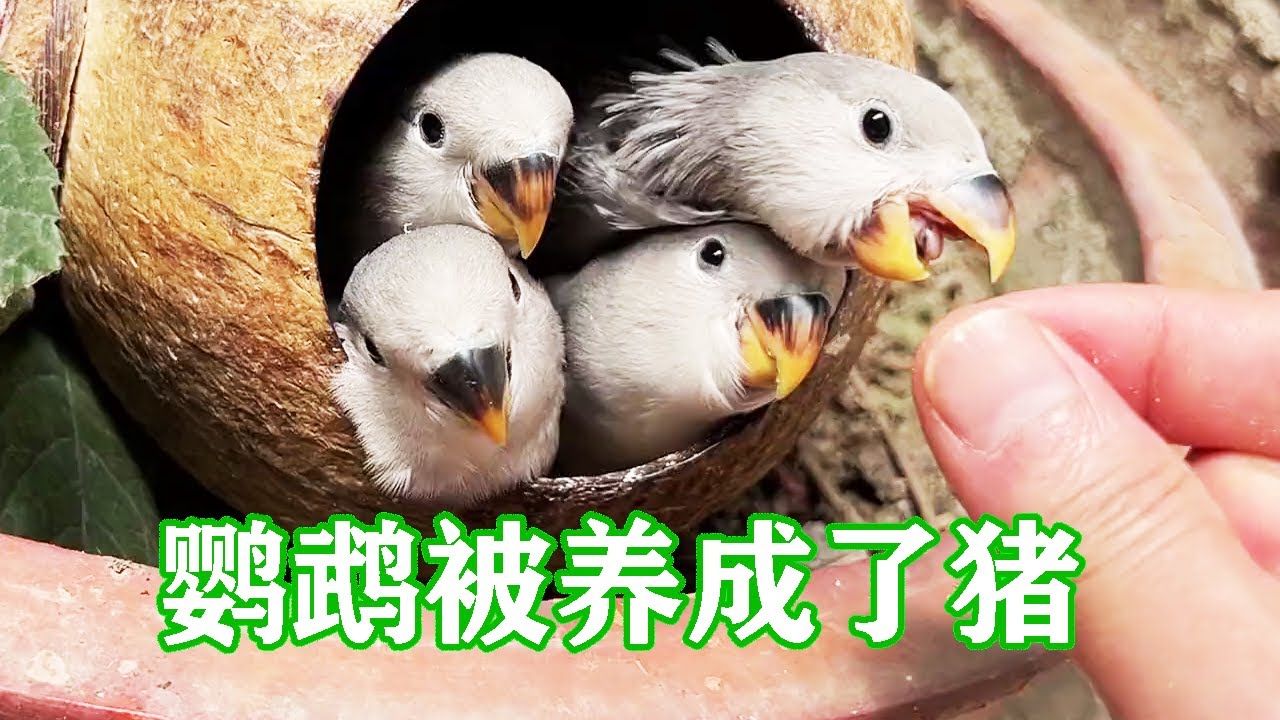 【四胞胎成长日记】有点太惯着它们了，不知不觉间，把鹦鹉养成了猪！【一只小皮皮呀】