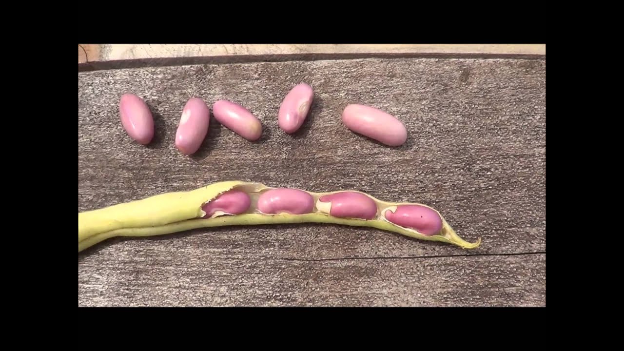 Harvesting Green Bean Seeds. When and how to harvest green beans.