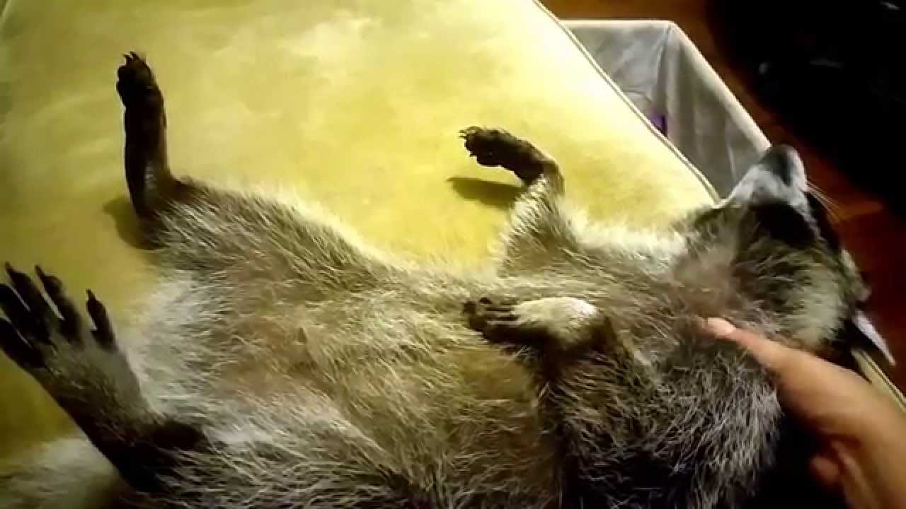How to Get your pet raccoon to fall asleep. Adorable video.