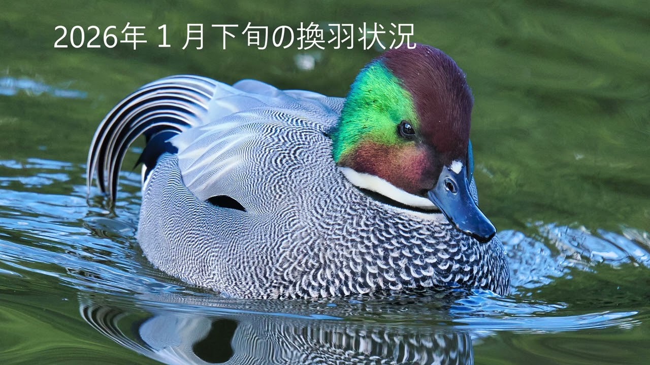 ヨシガモの換羽状況を追う