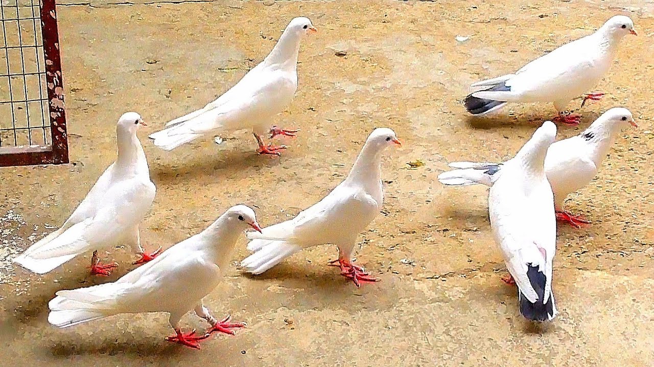 Началась ОСПА у голубей что делаю я? И для тех кто перемалывает кости🤮! Pigeons