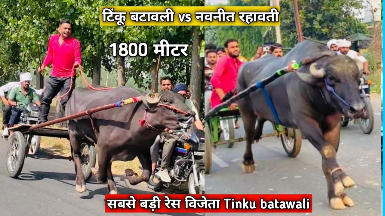 टिंकू बटावली vs नवनीत रहावती 1800 मीटर बराबर का महायुध्द 2025 चैंपियन विजेता Tinku batawali का झोटा