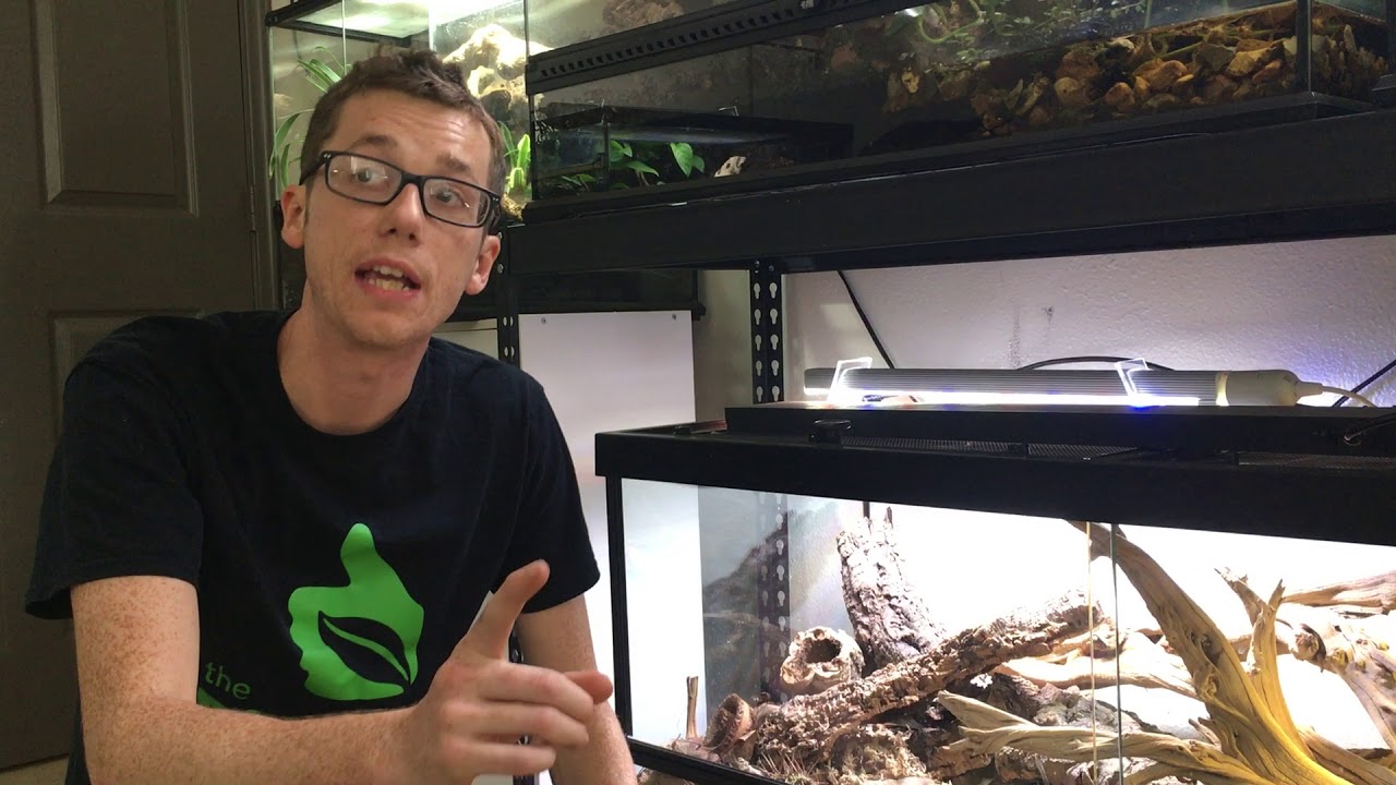 How to maintain your Terra Sahara Bioactive Terrarium