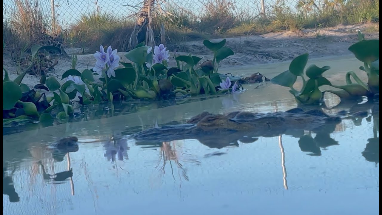 A crocin' happy birthday Hamanasi!