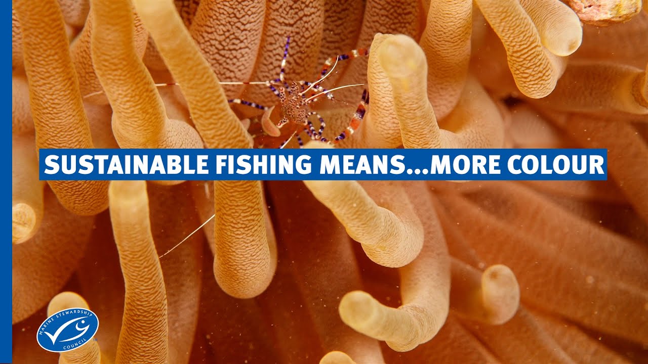 How can sustainable fishing mean more colour in our ocean?