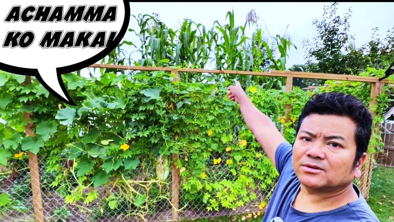 ATI AKLO MAKAI KO BOT ACHAMMA | Loja Family Vlog | Daily Vlog Video 