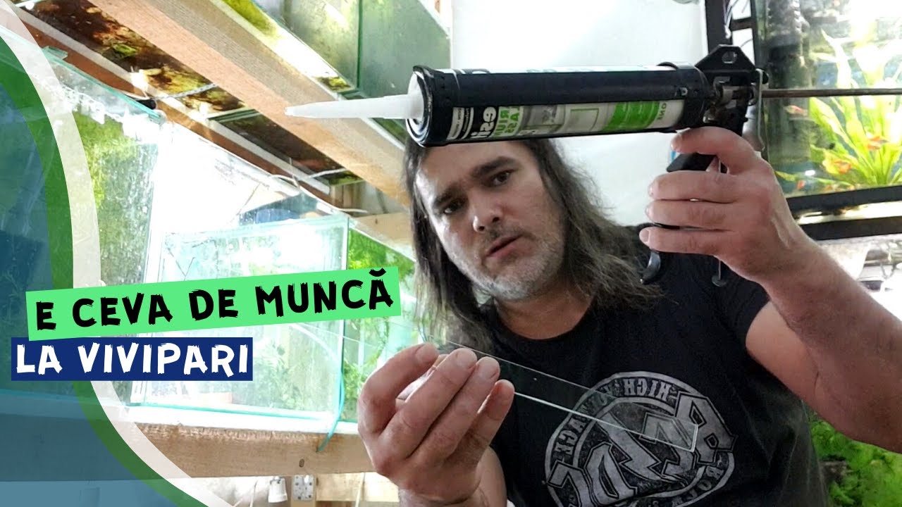 VLOG #2 | Reorganizez acvariile cu vivipari&hellip;IAR!