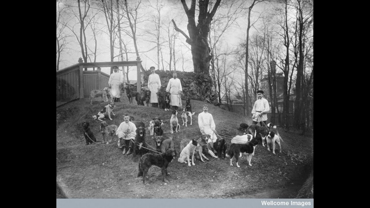 Lecture #8: Animal Learning & Early Behaviourism