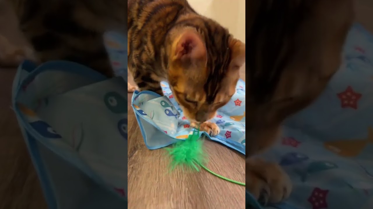Trigger Your Cat’s Hunting Instincts 😼 Automatic feather movement for active indoor play