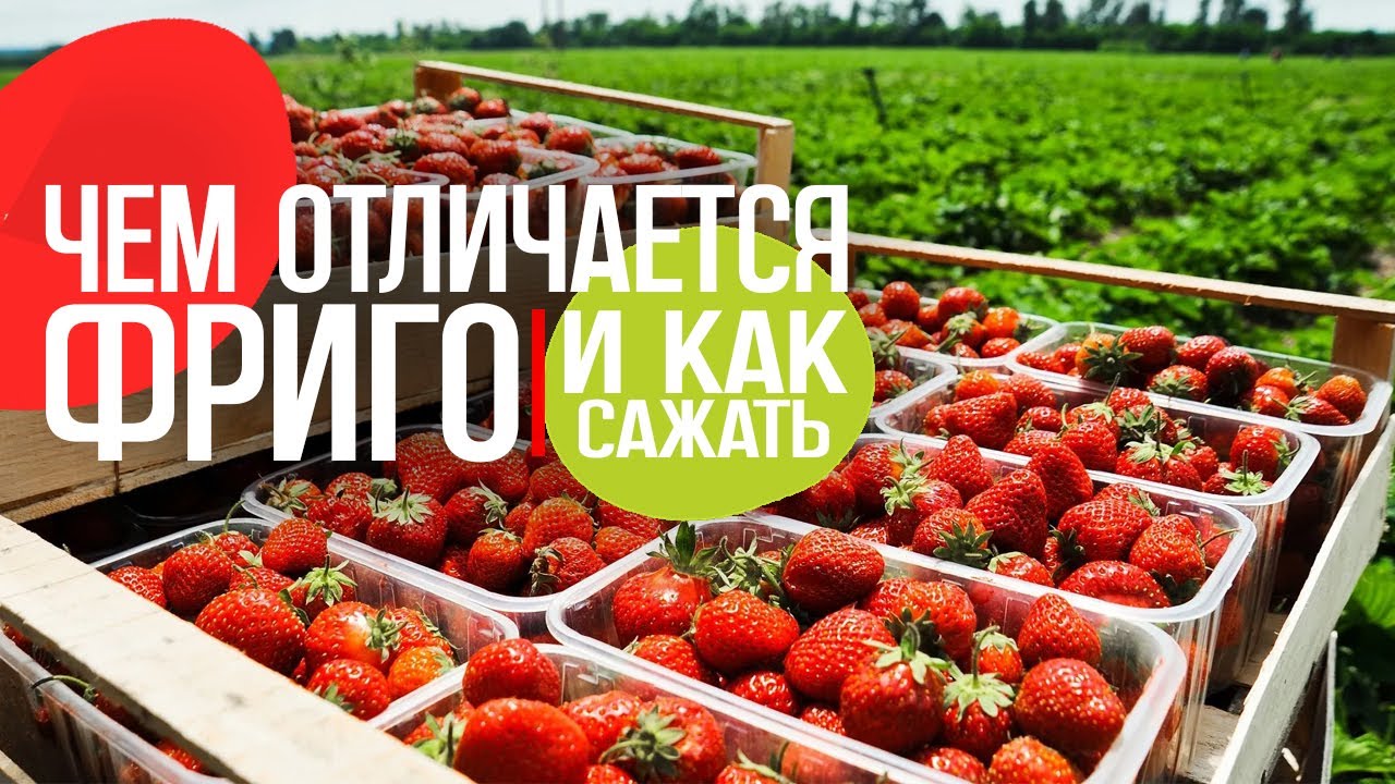 Рассада фриго: чем отличается и как сажать!