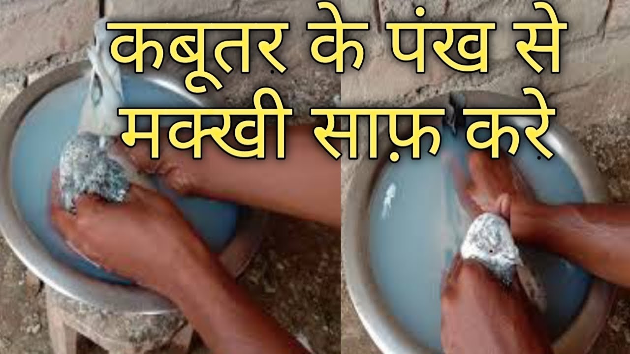 Kabutar Ke Pankh Se Makhi Ko Saaf Kare Asani se || कबूतर को डेटॉल से नाहलये Pigeon bathed in Dettol