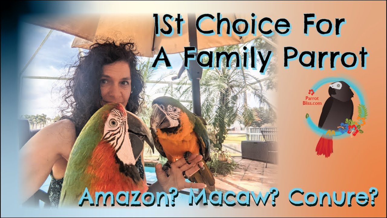 1st Choice(s) For A FAMILY #Parrot #Amazon? #Macaw? #Conure? #Parrot_Bliss