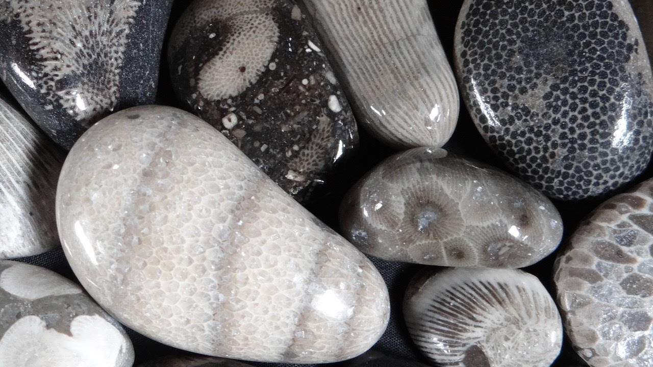 Polished Michigan Fossils - Rocks in a Box 36