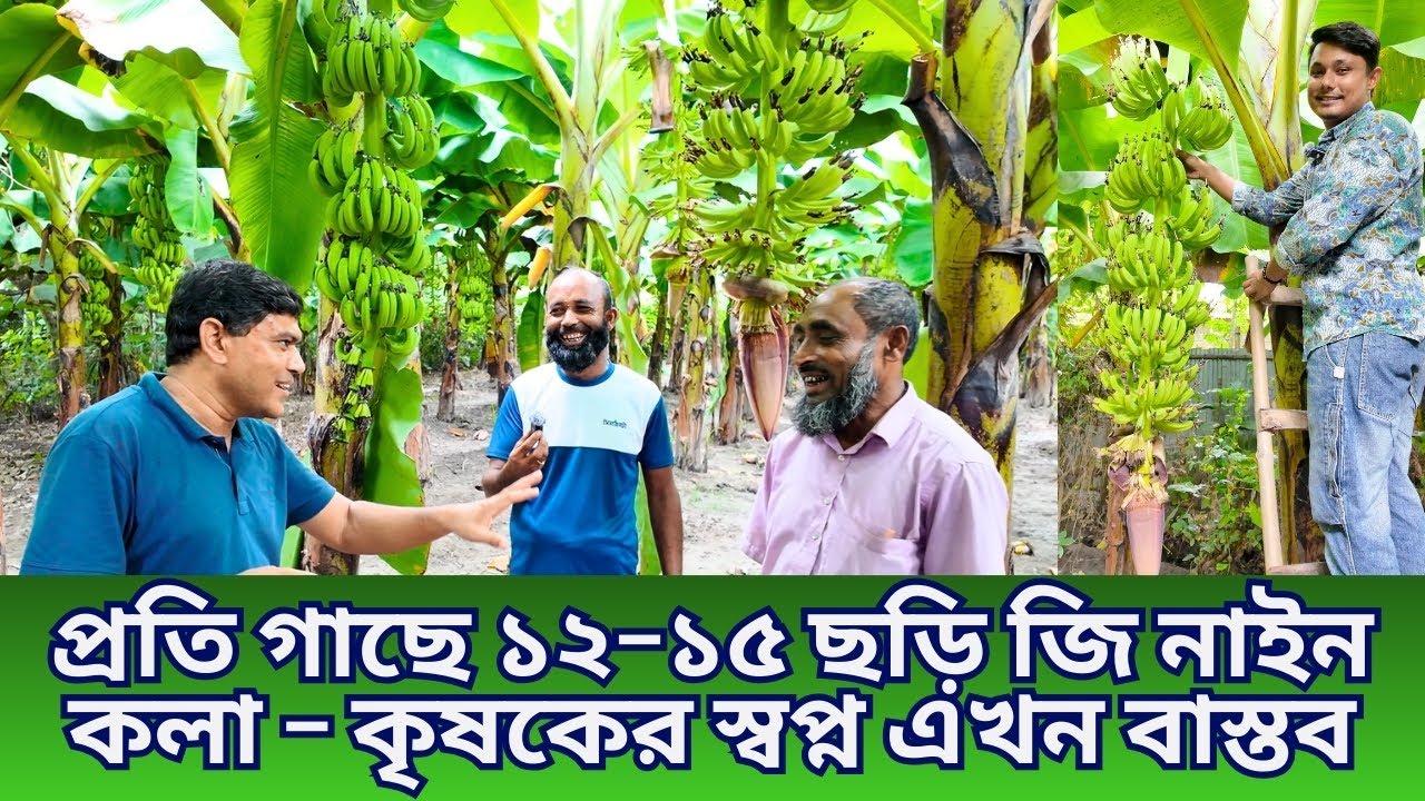অবিশ্বাস্য ফলন! প্রতি গাছে ১২–১৫ ছড়ি জি নাইন কলা | কৃষকের সাফল্যের গল্প