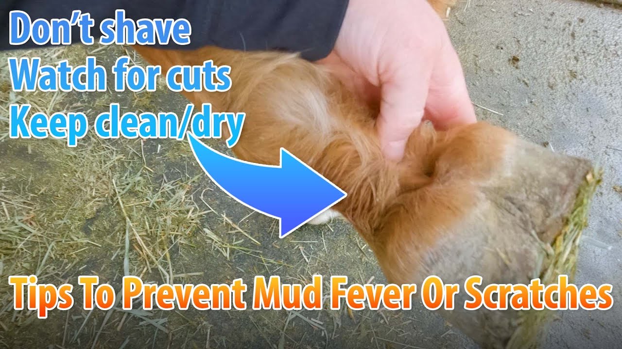 Things To Watch Out For To Prevent Mud Fever Or Scratches In Horses