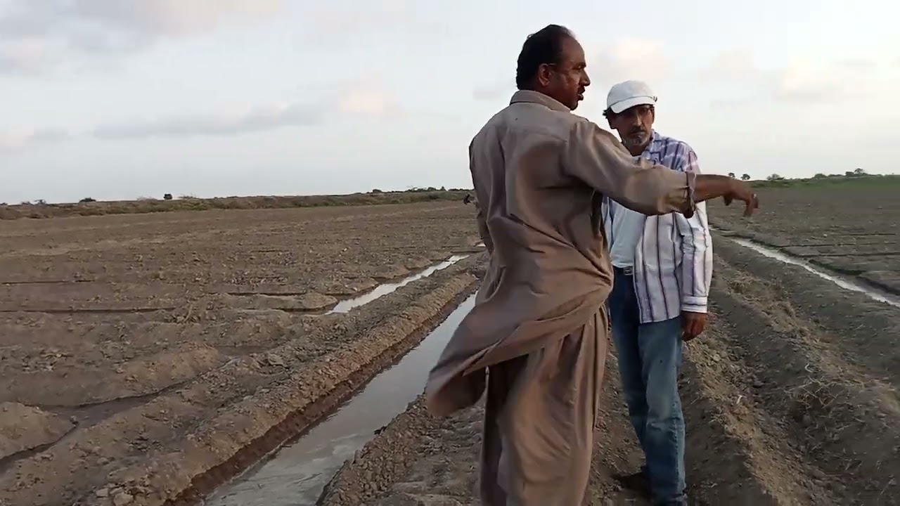 Tomato Farming In Sindh.