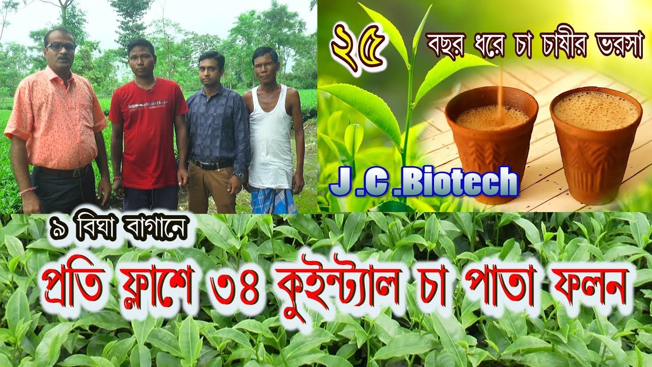 অধিক চা পাতা ফলন #জলপাইগুঁড়ি #Tea farming in Bodaganj by J.C.Biotech +919434022393