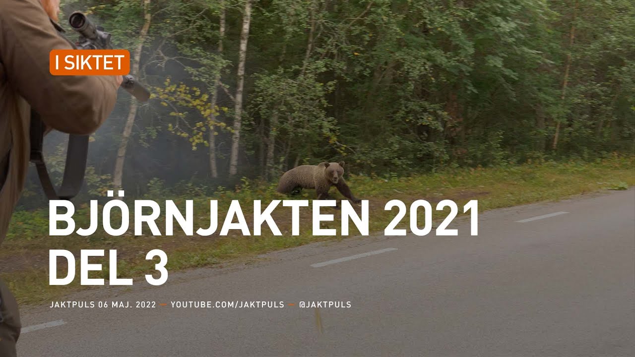 Björnjakten 2021 del 3