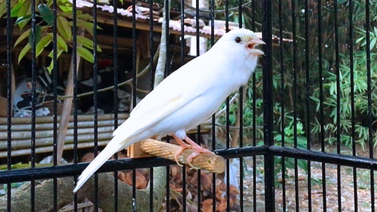 Beautiful Canary Singing, Make Your Canary Never Stop Singing