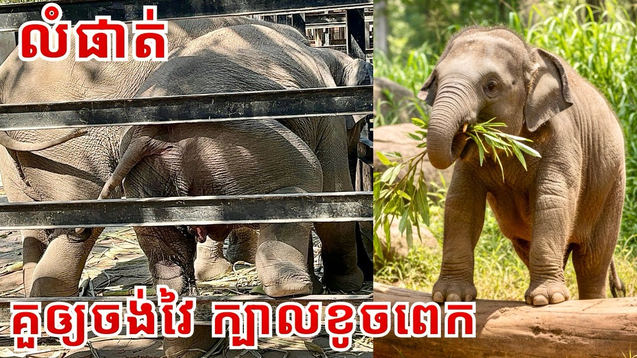 Adorable & Playful Baby Elephants Lumphat and Channam | Smart and Naughty Moments 