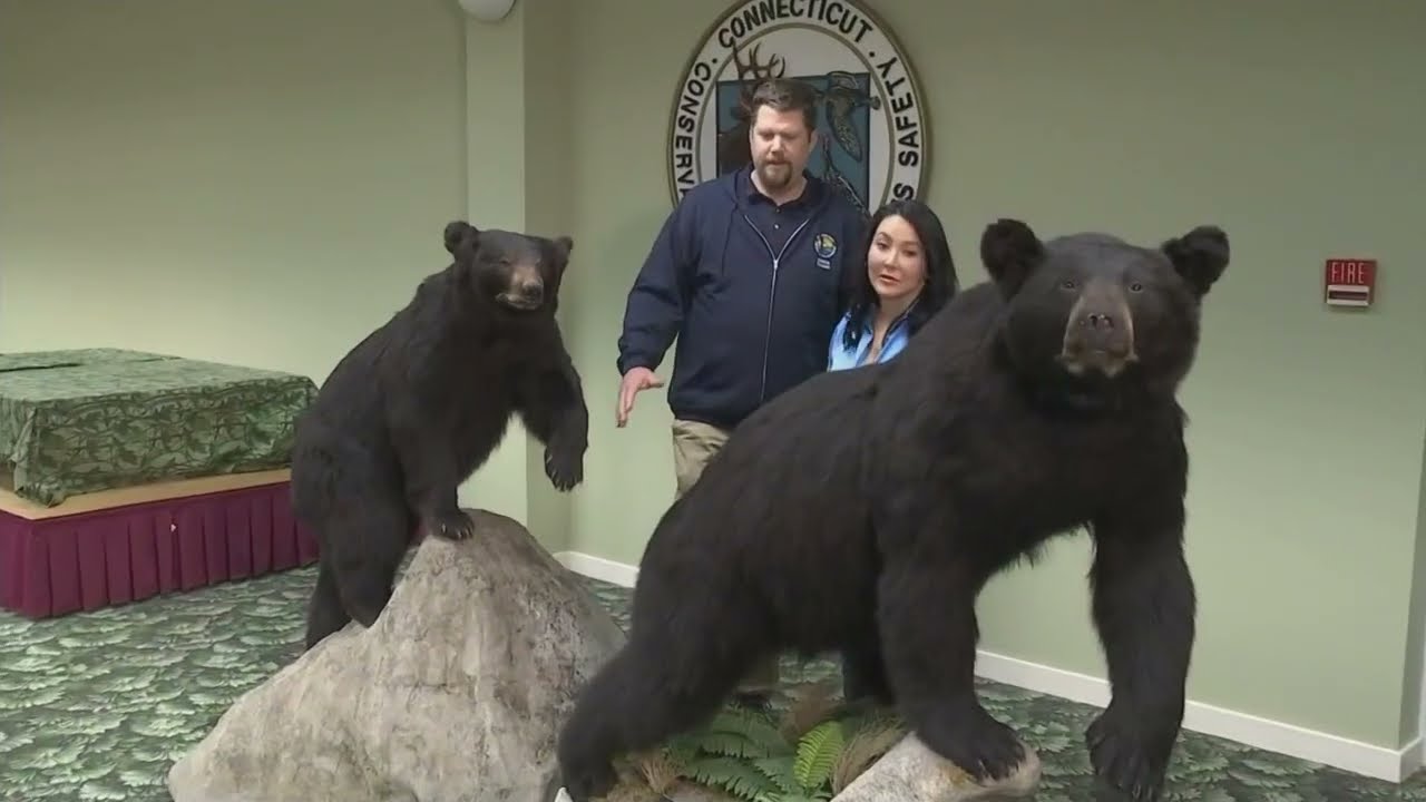 Bears in CT Special 2023
