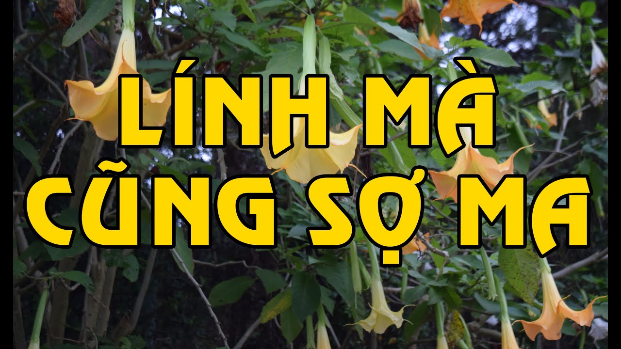 Hồi Ký Miền Nam | LÍNH MÀ CŨNG SỢ MA