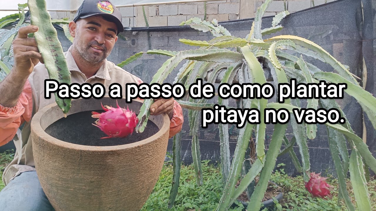 Pitaya no vaso!Como plantar pitaya no vaso,suporte e adubar pitaya no vaso...