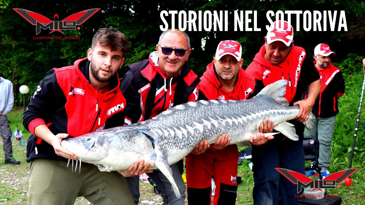 MILO TV - Storioni nel Sottoriva