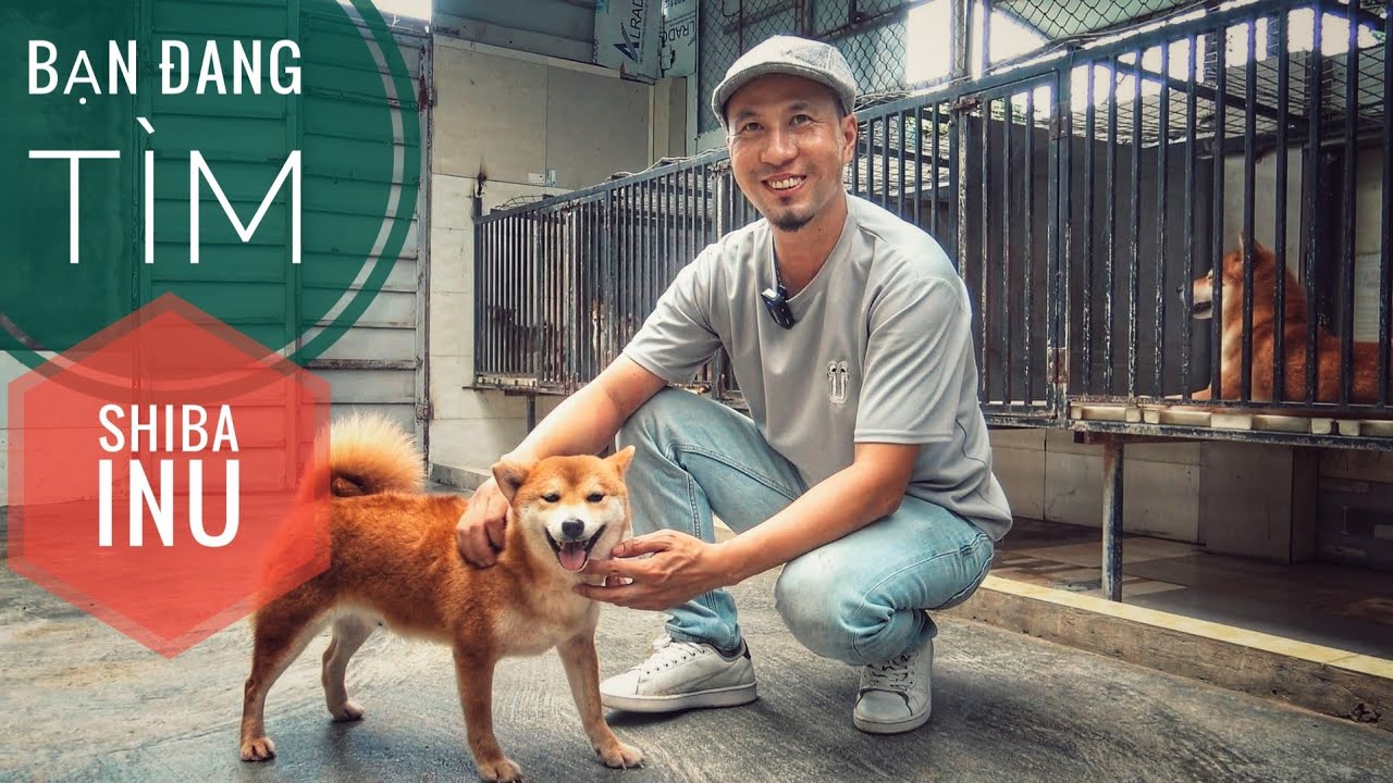 Bạn đang tìm Trại Chó Giống ShiBa Inu Chuẩn tại Việt Nam/ NhamTuatTV - Dog in Vietnam