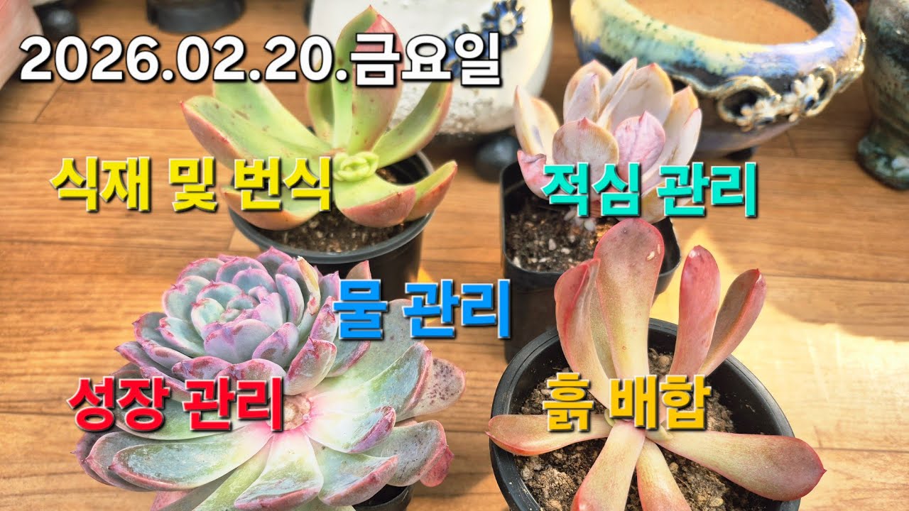 고양 구름다육 라이브 방송
