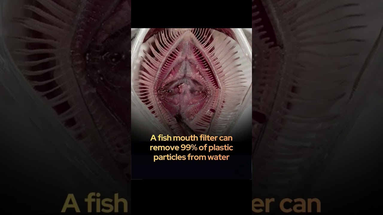 DID YOU KNOW!! A FISH MOUTH FILTER CAN REMOVE 99 PERCENT OF GERMS 🙂😘😘🙃🙃😗🫠☺️☺️😉😚😉😊😙😇😙😇🥲🥲🤣🤣🥲🥰🥲😇😙😊🤑😉😝🤪🫠