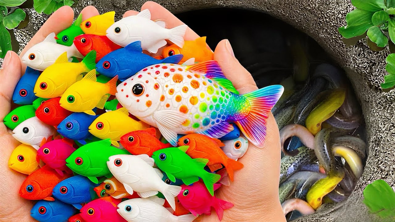 Catch beautiful ornamental fish in the garden, such as koi, baby turtles, bettas, and swordtails.