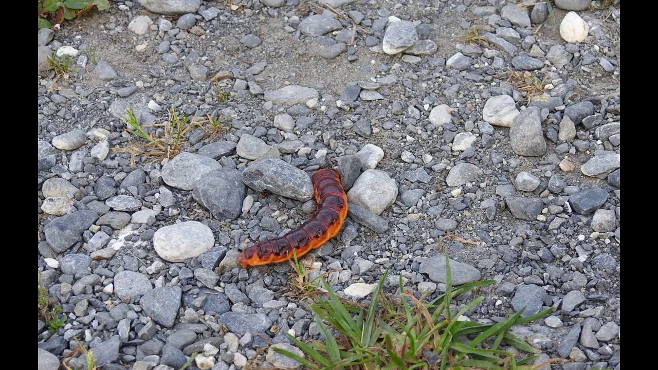 Chenille du Gâte - bois (Cossus cossus) avec commentaire
