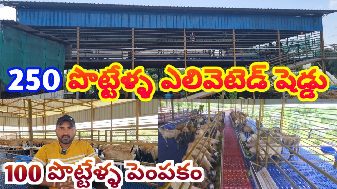 పొట్టేళ్ళ పెంపకంలో లక్షకు 3 నెలల్లో డబల్ ఆదాయం వస్తుందా..? integrated Goat farming Sheep farming