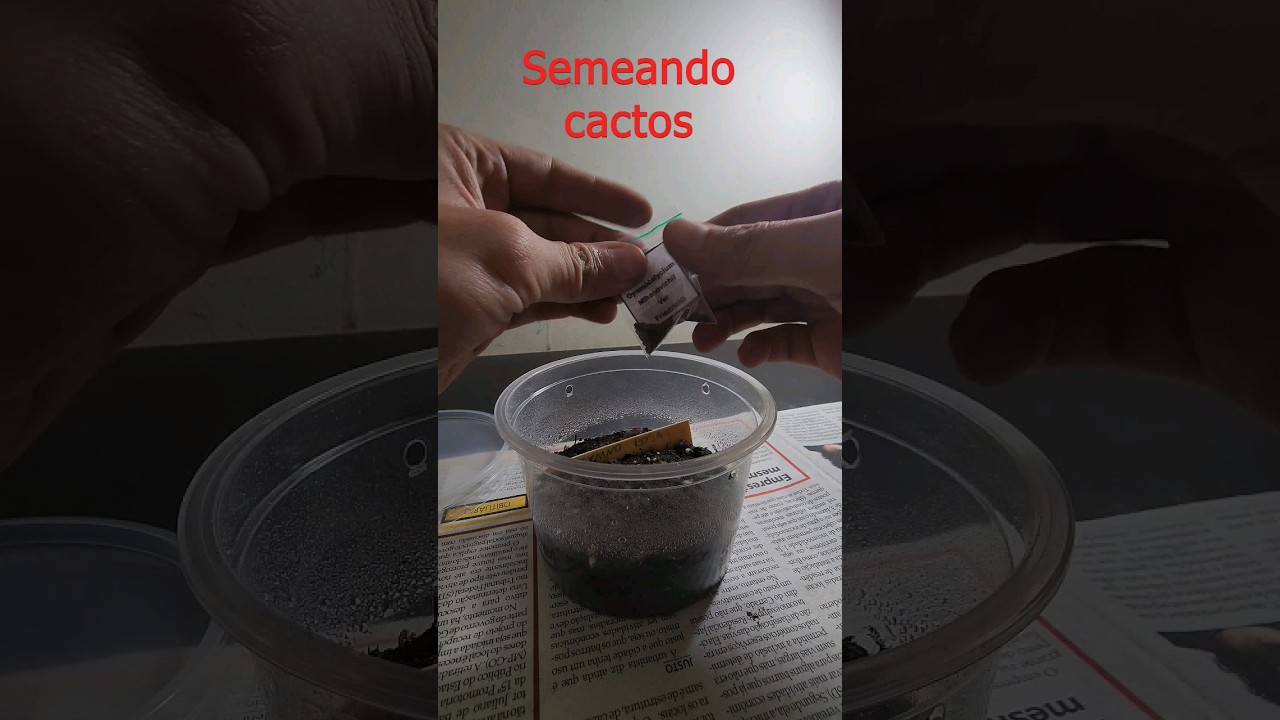 Semeando sementes de cactos, passo a passo no canal @raizama.garden