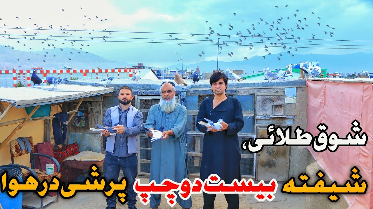 شوق طلائی، بیست کفتر دوچپ هم داشته باشم  پرشی باشد| A man pigeon lover of over 37 years in Kabul  ♥