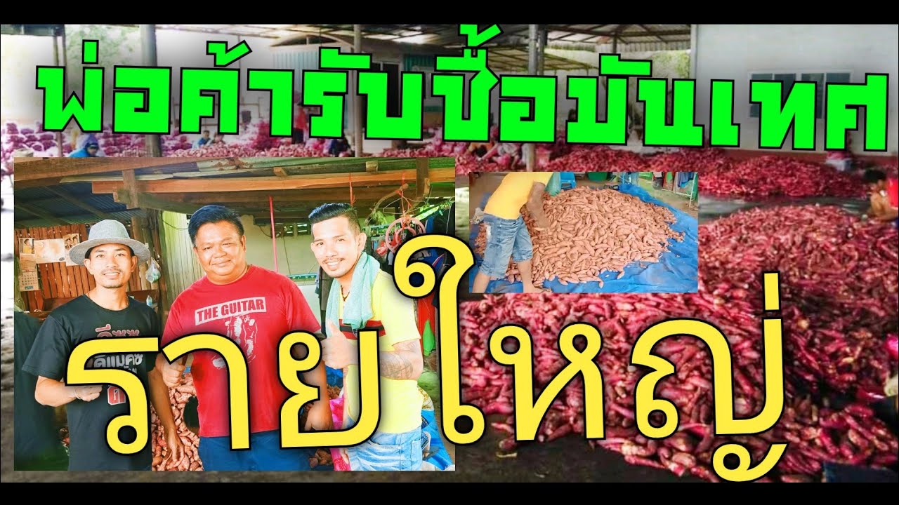 พ่อค้ารับซื้อมันเทศ รายใหญ่