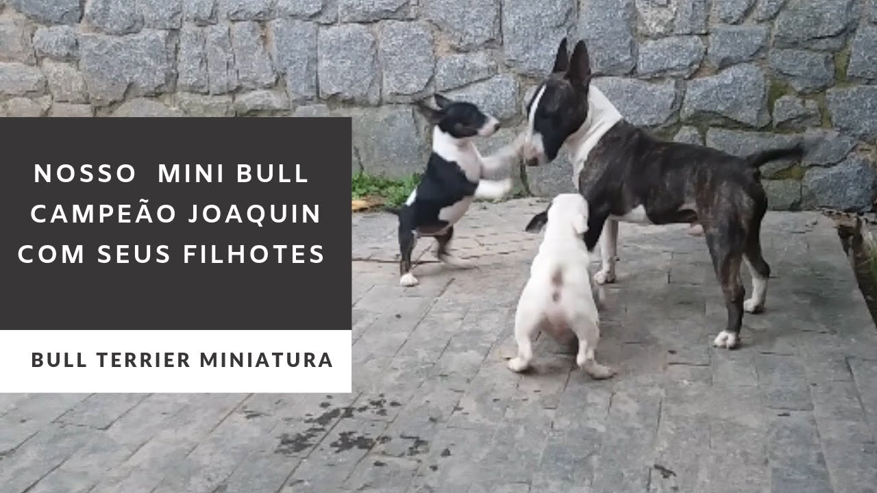 Nosso Mini Bull Campeão Joaquin com seus filhotes