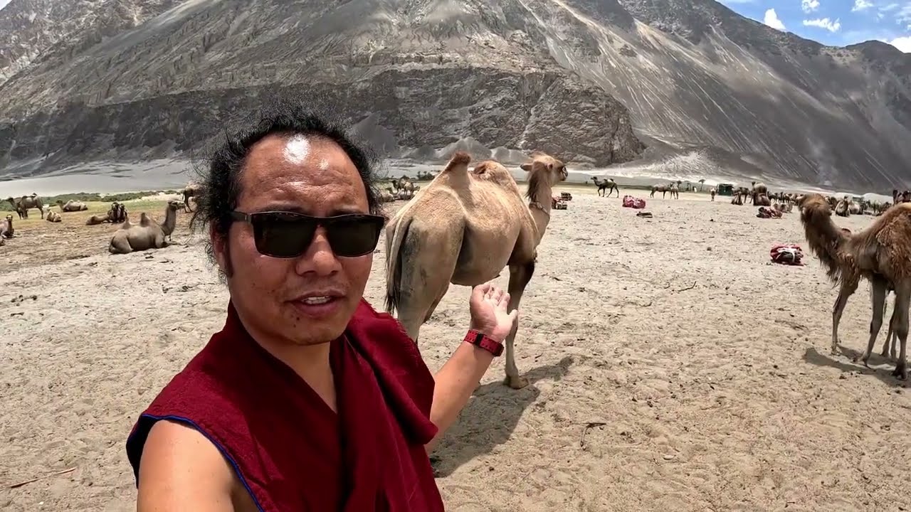 Nubra Cammel and Kelsang Mani Ladakh ལ་དྭགས་བསྐལ་བཟང་མ་ཎི་དང་ནུབ་རའི་རྔ་མོང་སྒལ་པ་གཉིས་ཅན།