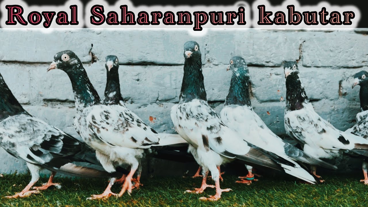 28/10/2025 | For Sale | 5 Breeding Pair | Original Saharanpuri kalsire | 7895507817 | Low Price | 