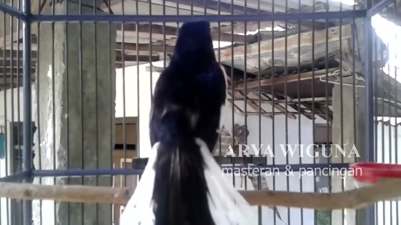 pulihkan mental kacer anda, dengan dengar terapi kacer gantangan