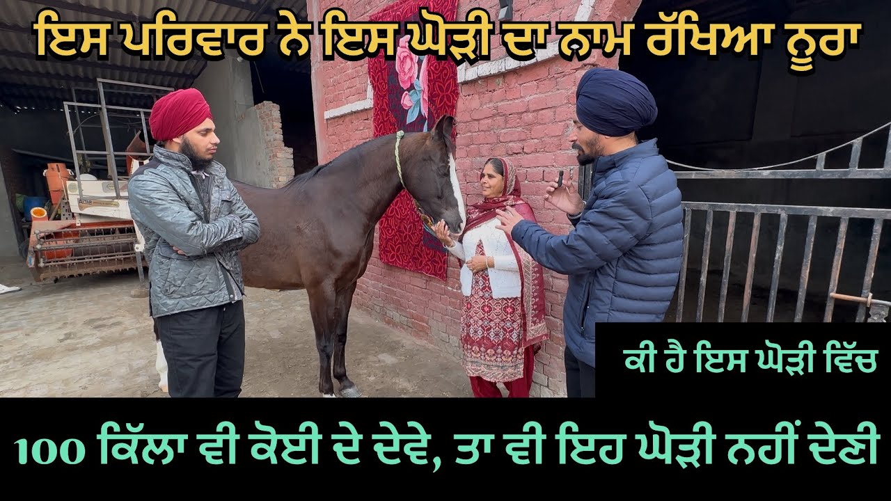 ਕੀ ਹੈ ਇਸ ਘੋੜੀ ਵਿੱਚ, ਜੋ ਪਰਿਵਾਰ ਕਹਿੰਦਾ ਹੈ ਕਿ…100 ਕਿੱਲਾ ਵੀ ਕੋਈ ਦੇ ਦੇਵੇ, ਤਾ ਵੀ ਇਹ ਘੋੜੀ ਨਹੀਂ ਦੇਣੀ 🏇🏇🐎