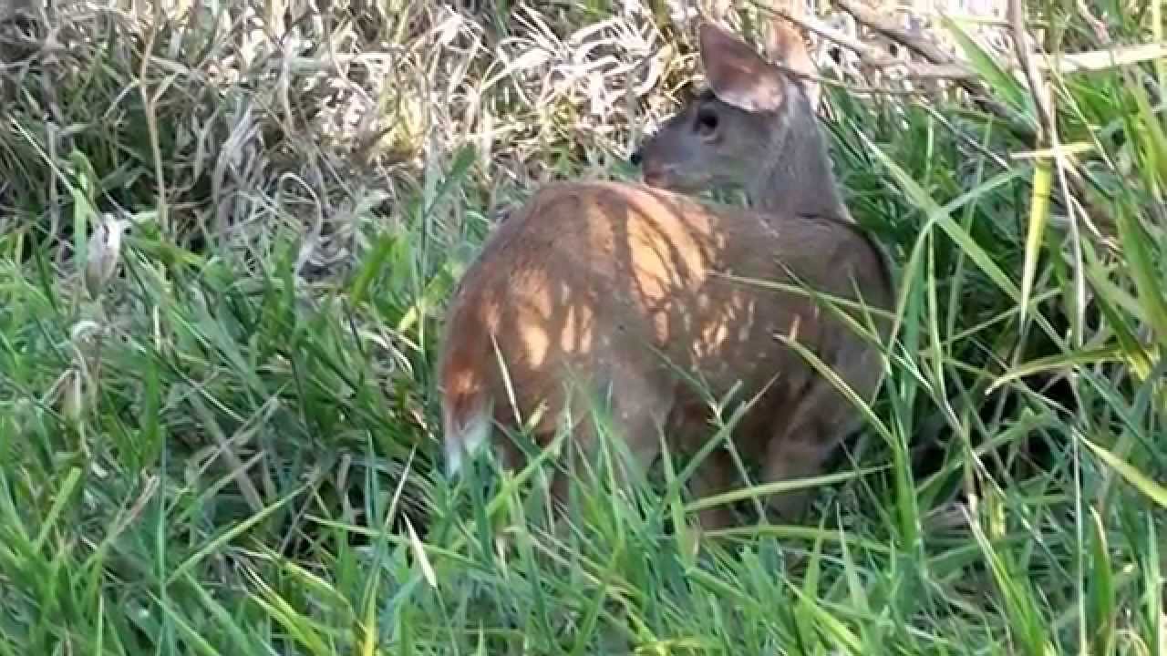 SOUTH AMERICAN RED BROCKET (MAZAMA AMERICANA), DEER,  VEADO-MATEIRO, GUATAPAR&Aacute;, Veado-vermelho.