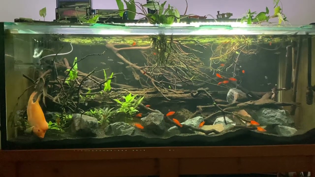 Cichlid and peaceful community fish get rocked … 