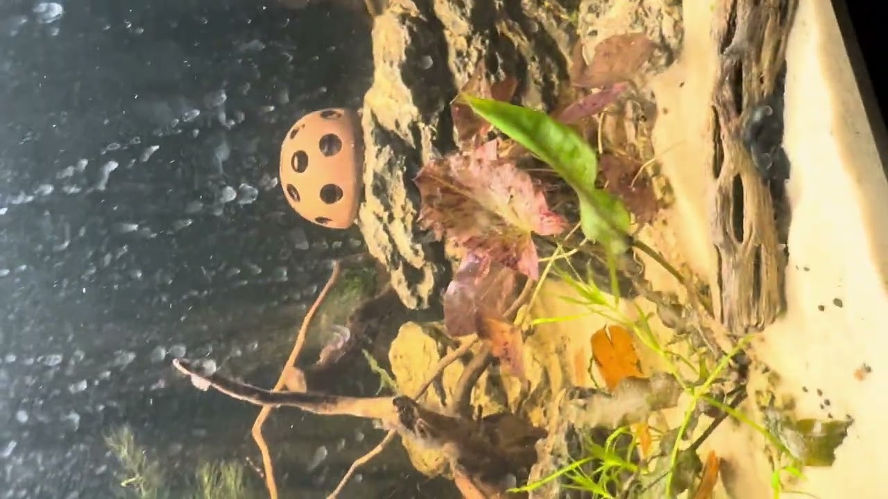 Loach Party