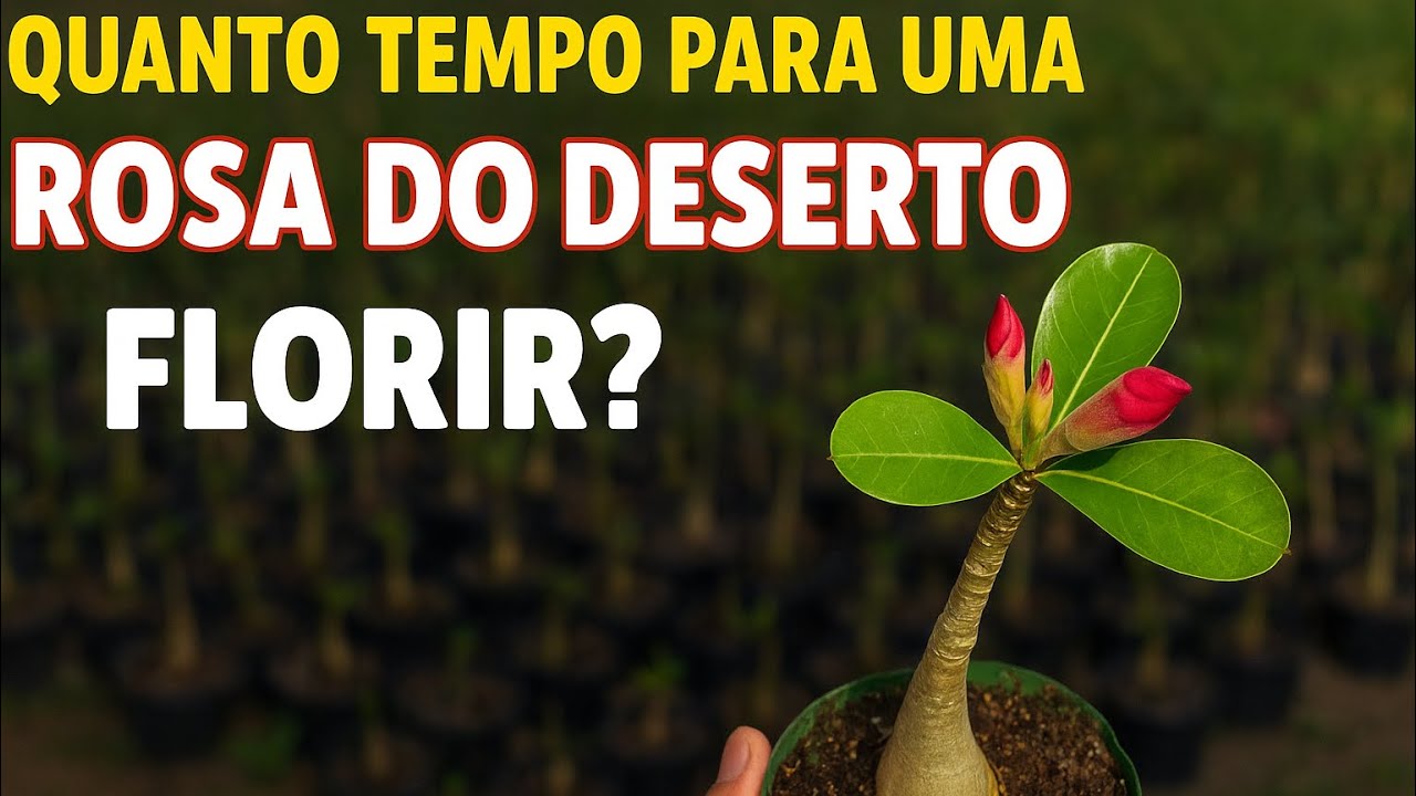 QUANTO TEMPO PARA UMA ROSA DO DESERTO FLORIR? 